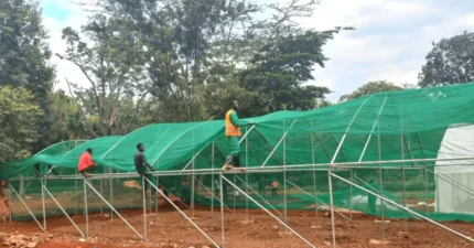 HDPE Dark Green Shade Net, 90% Density, 50m x 4m