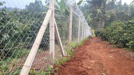 Shamba 10ft Heavy Gauge Chain Link Fence, 14G, 50x50mm