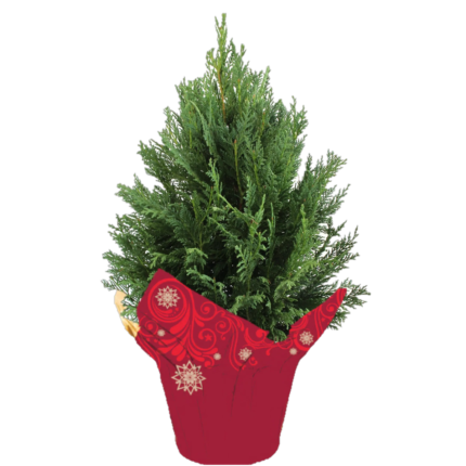 Unbranded Outra Green Tube